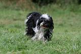 TERRIER DU TIBET 292